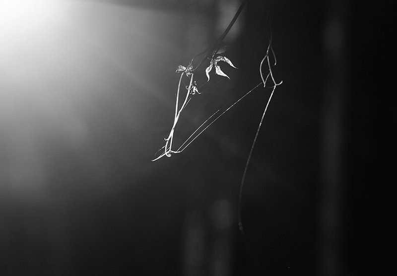 Чёрно-белая осень фото превью