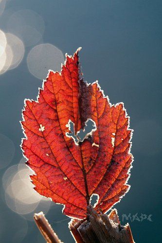 Одна из красок осени.