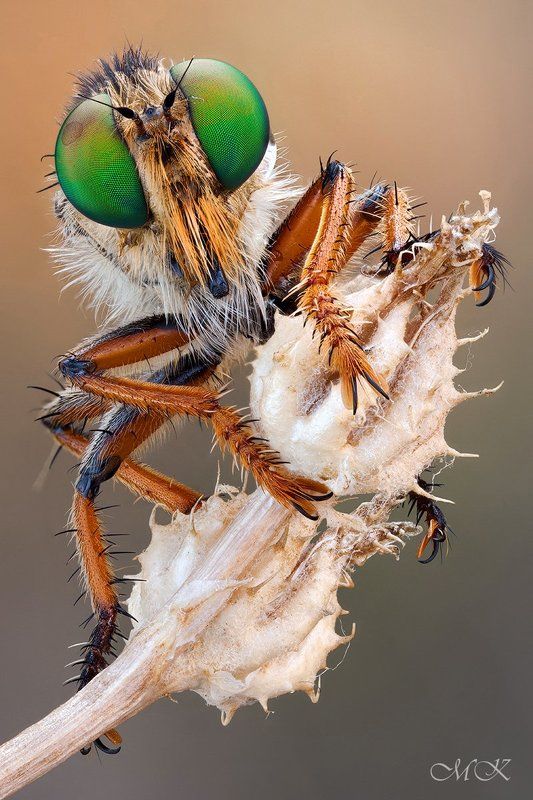 ктырь, robber fly, asilidae Рыжик фото превью