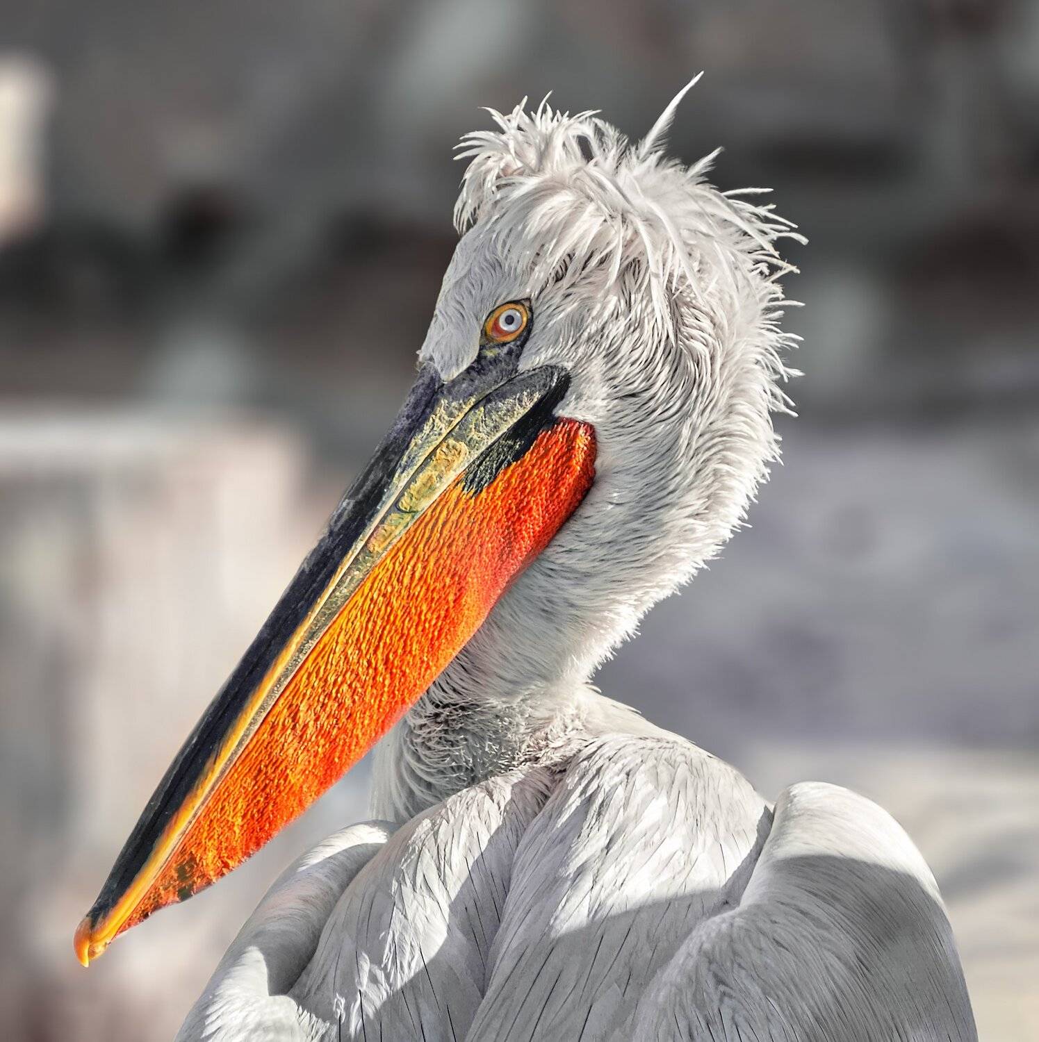 пеликан, Олег Богданов