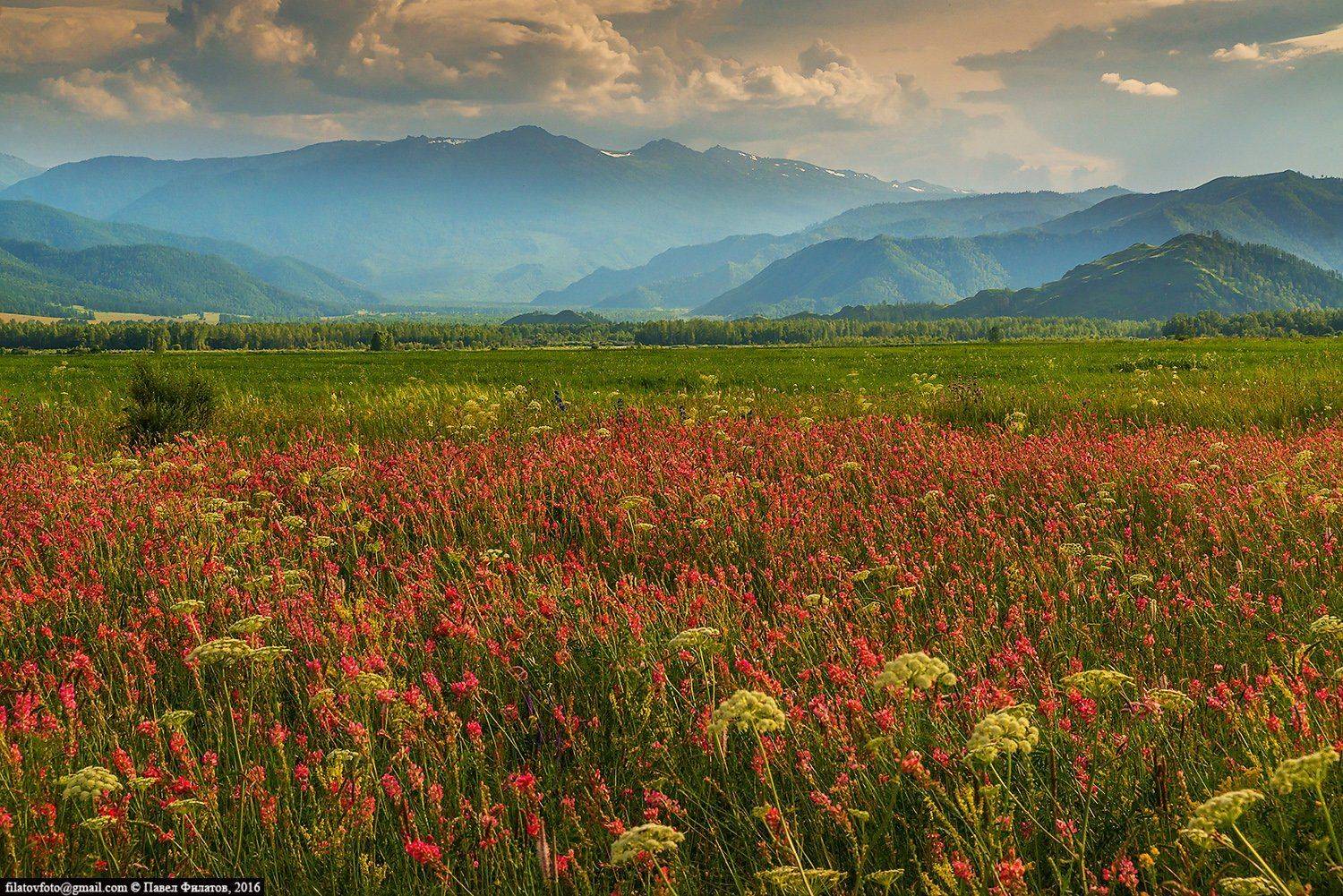 алтай, altai, сибирь, siberia, pavel filatov, павел филатов, уймонская степь,, Павел Филатов