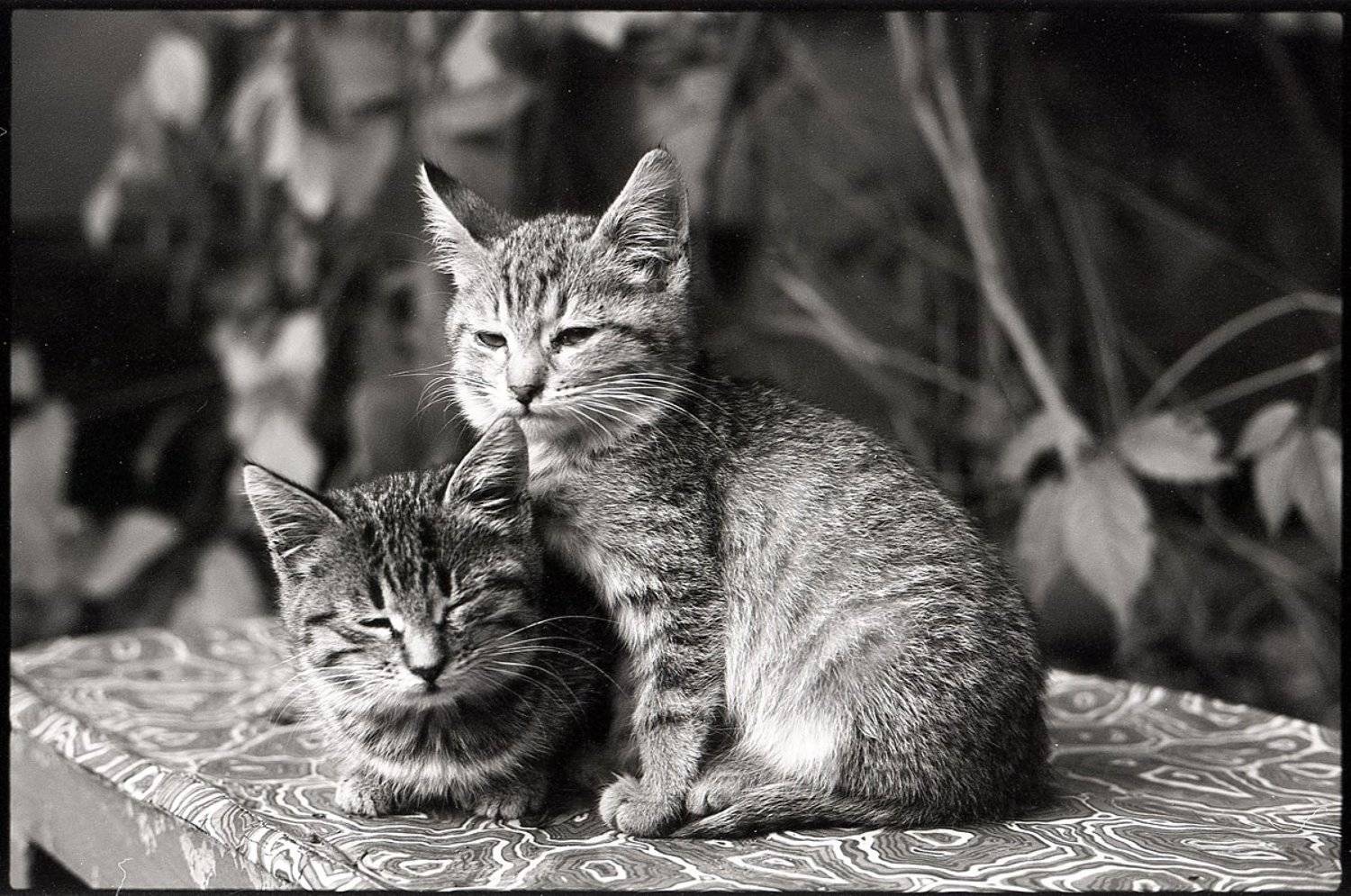 , Франгони Владимир