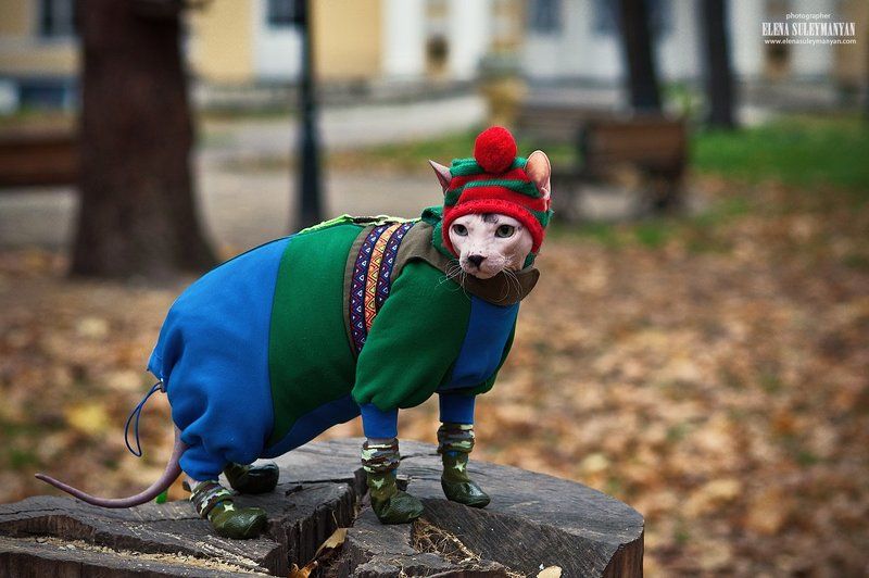 Кот в сапогах )) фото превью