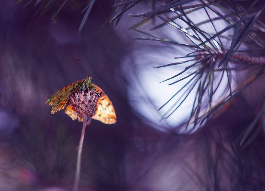 , Pawel Plucinski