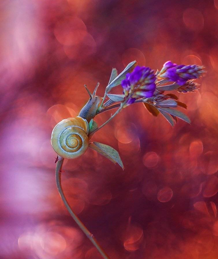, Pawel Plucinski