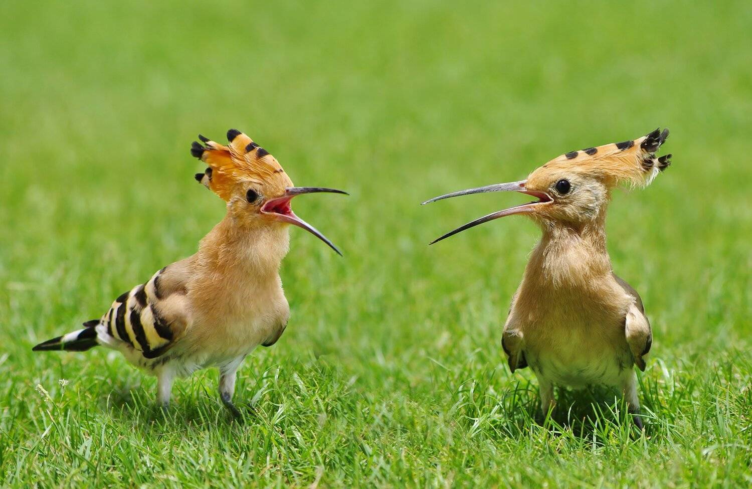 animals,birds,, Jacek