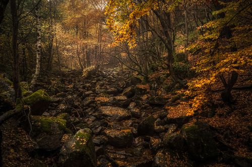 Autumn Mystic
