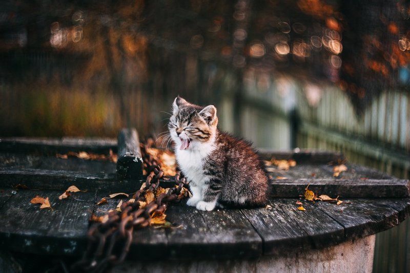 Котейка