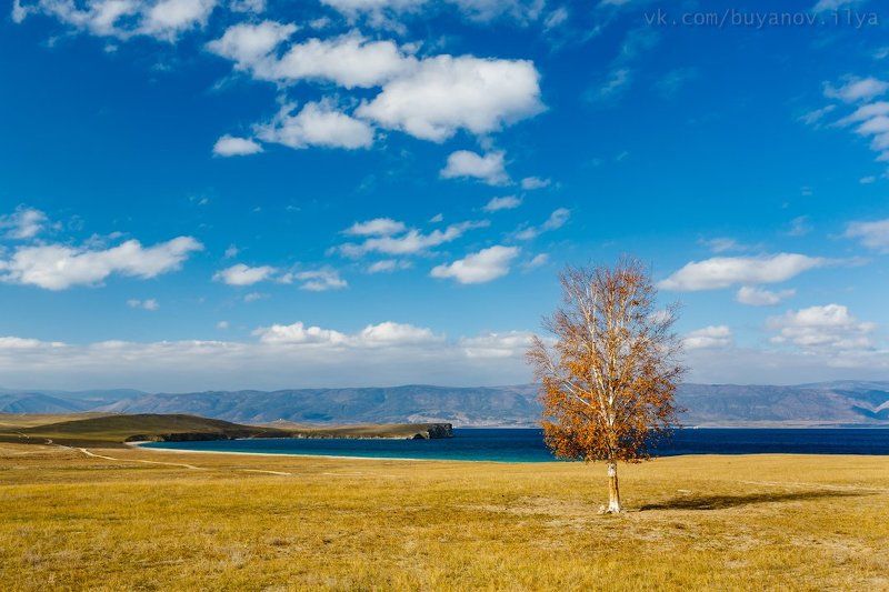 Единственная берёза на Ольхоне. фото превью