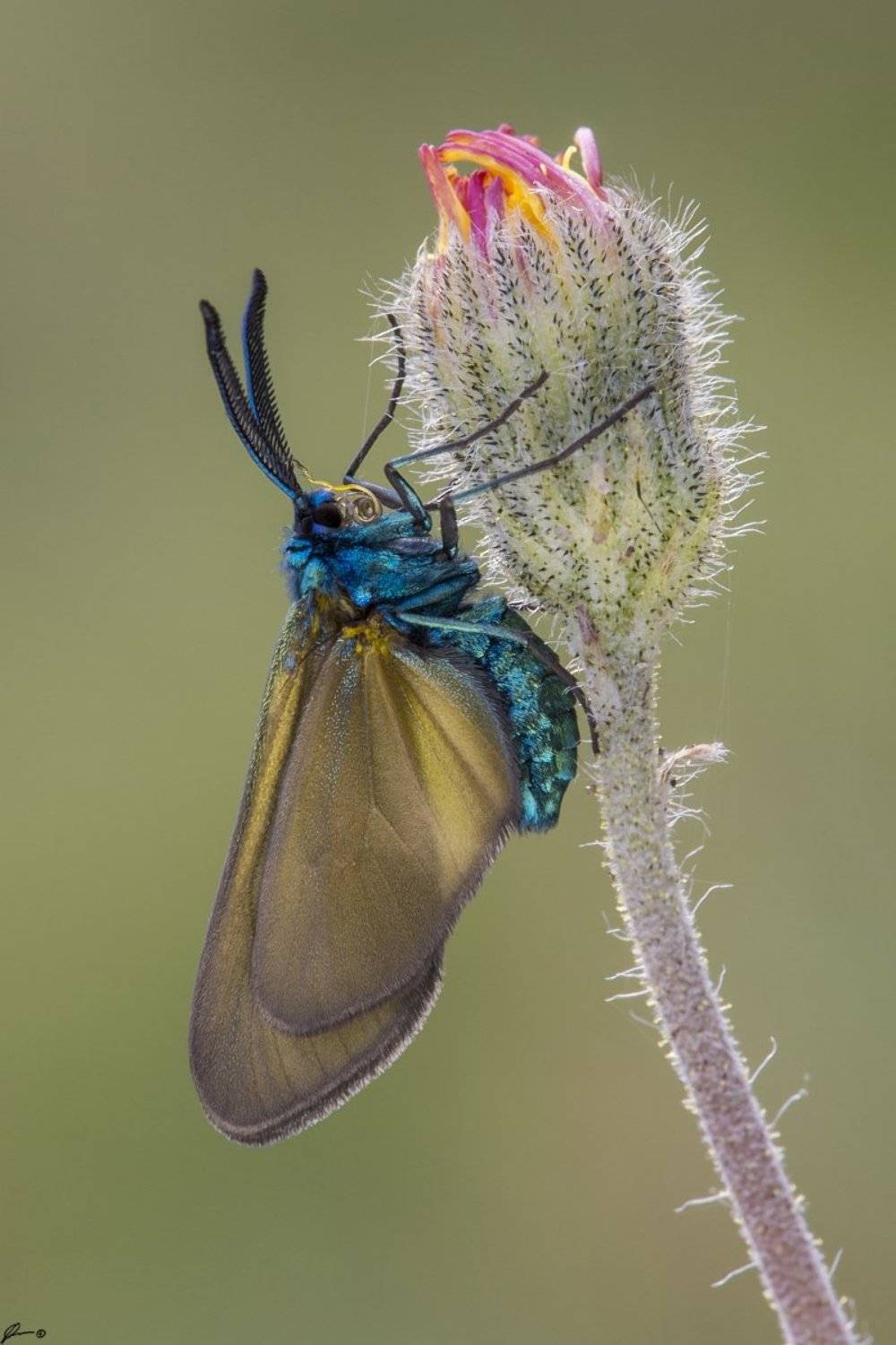 macro, makro, insect, wildlife, nature, butterfly,, Mariusz Oparski