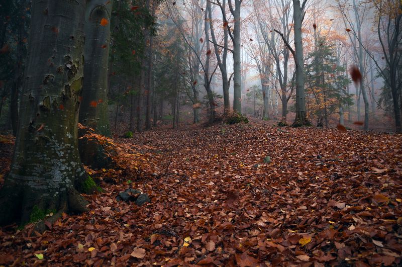 Листопад фото превью