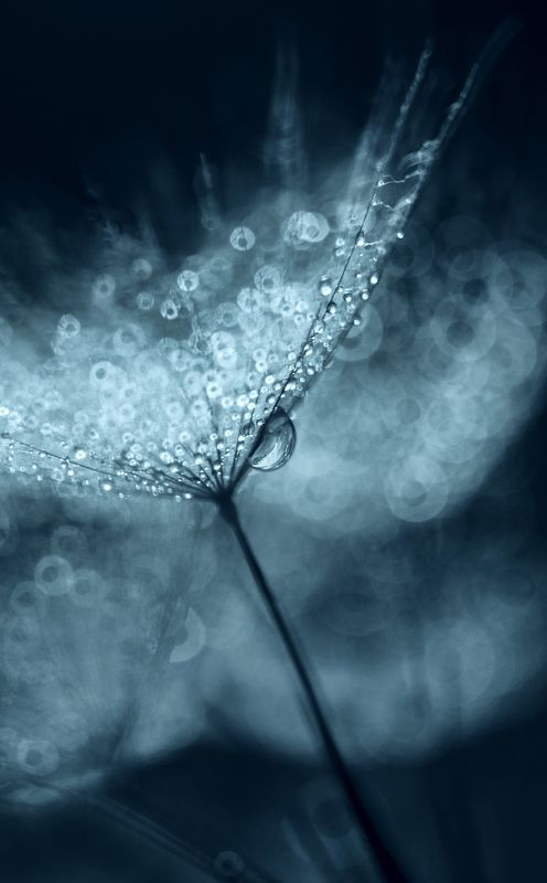 monochrome, macro, bokeh, dandelion, dandelion seed Bokeh Dandelion фото превью
