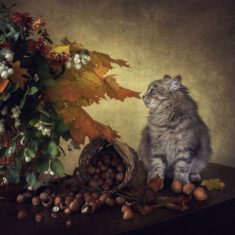 фото, кошка масяня, корзинка, орехи, осенний букет, Ирина Приходько