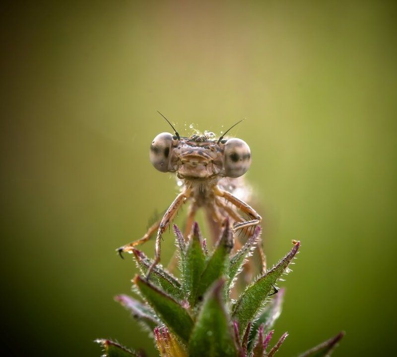 Инопланетный гость. фото превью