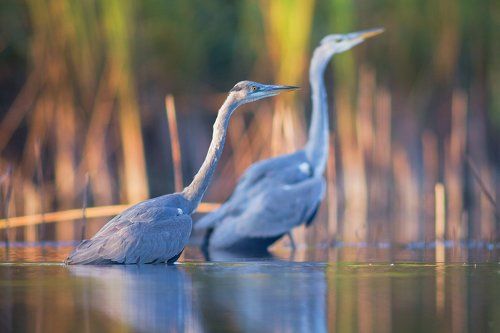 Autumn herons