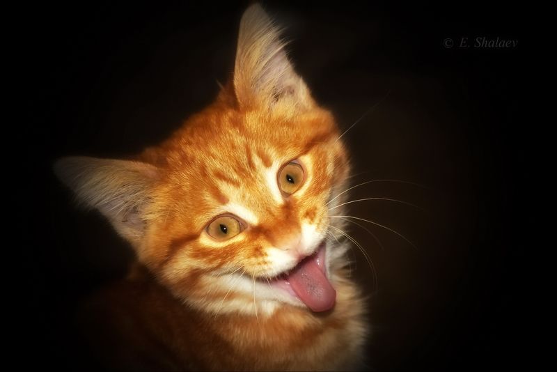 кот Котэйнштейн фото превью