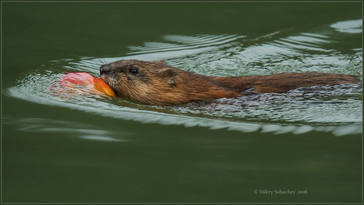 ондатра, Валерий Субачев