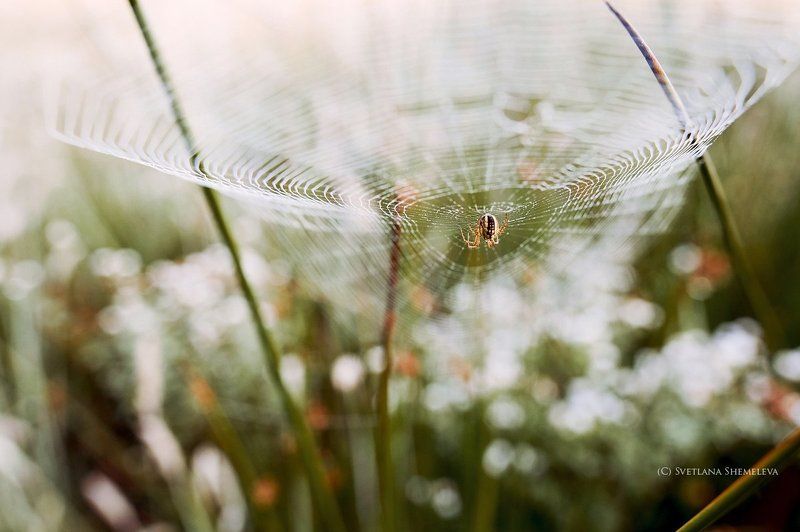 Канатоходец фото превью