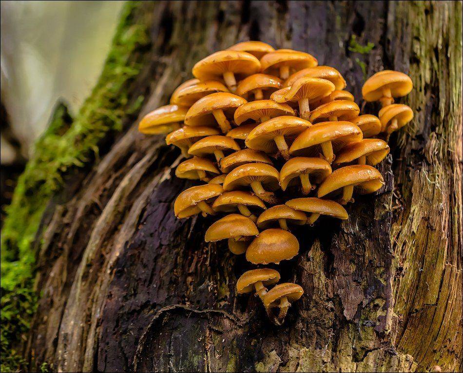 , Бурлов Андрей