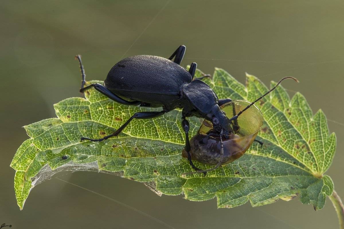 macro, makro, insect, wildlife, nature,, Mariusz Oparski