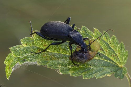 Cychrus caraboides