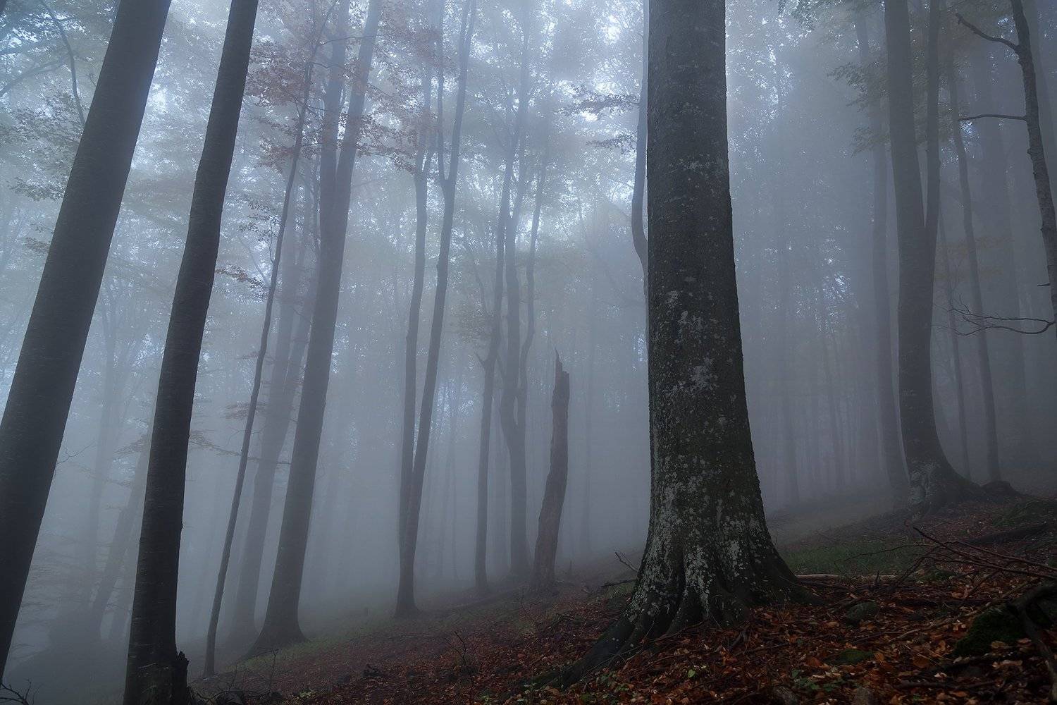 autumn, beauty in nature, beech, branches, bright, bulgaria, day, environment, europe, fall, fog, footpath, forest, landscape, leaf, light, mountain, nature, nobody, old mountain, orange, outdoor, park, path, pathway, plants, season, tree, trunk, walk, wo, Nikola Spasov