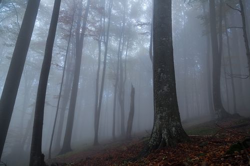 Fog in the autumn forest
