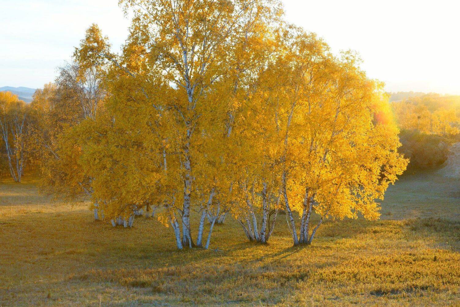 asia,china,neimenggu,basang,birch tree, trees,sunlight,autumn,plateau,sunset,, Shin