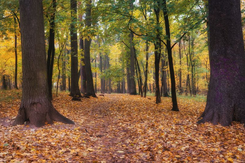В осеннем парке фото превью
