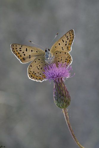 Lycaena tityrus