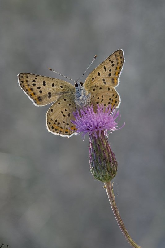 macro, makro, insect, wildlife, nature, butterfly, Lycaena tityrus фото превью