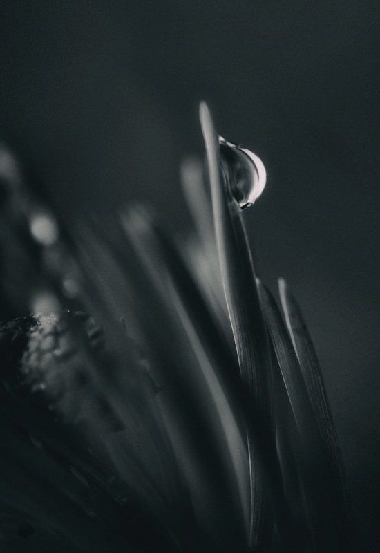 Tenius фото превью