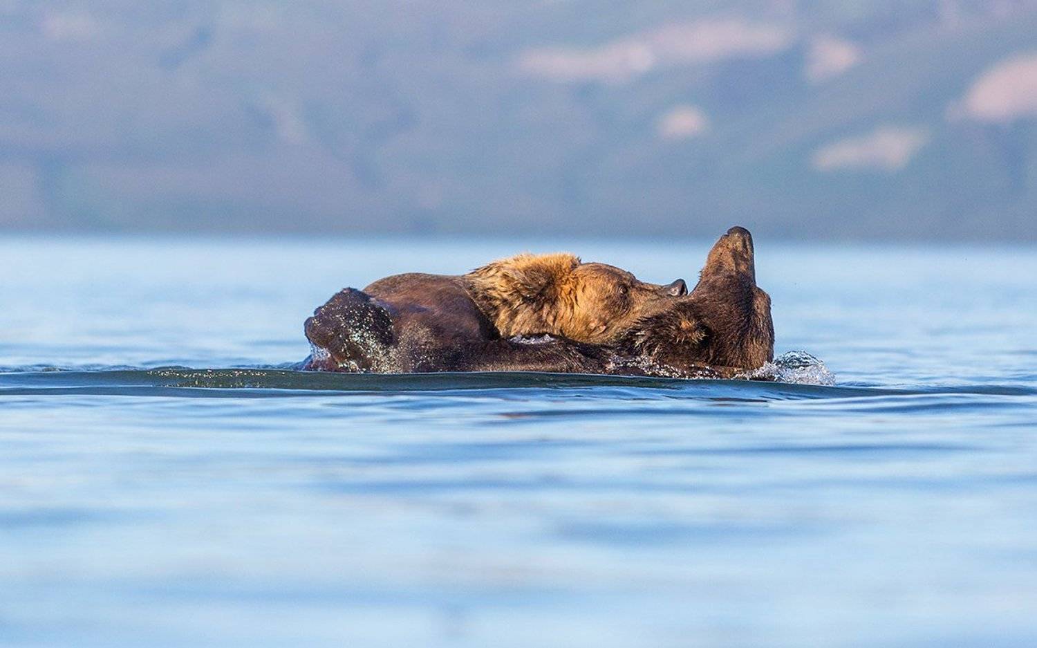 Камчатка, медведи, Власов Егор