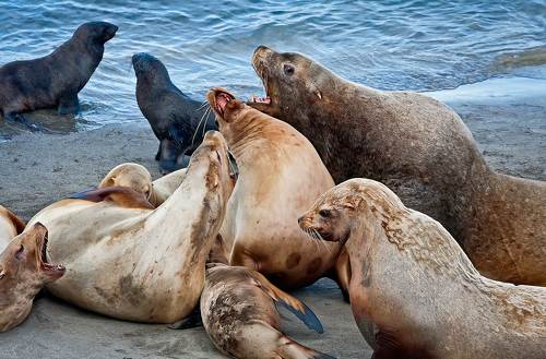 Семейные разборки