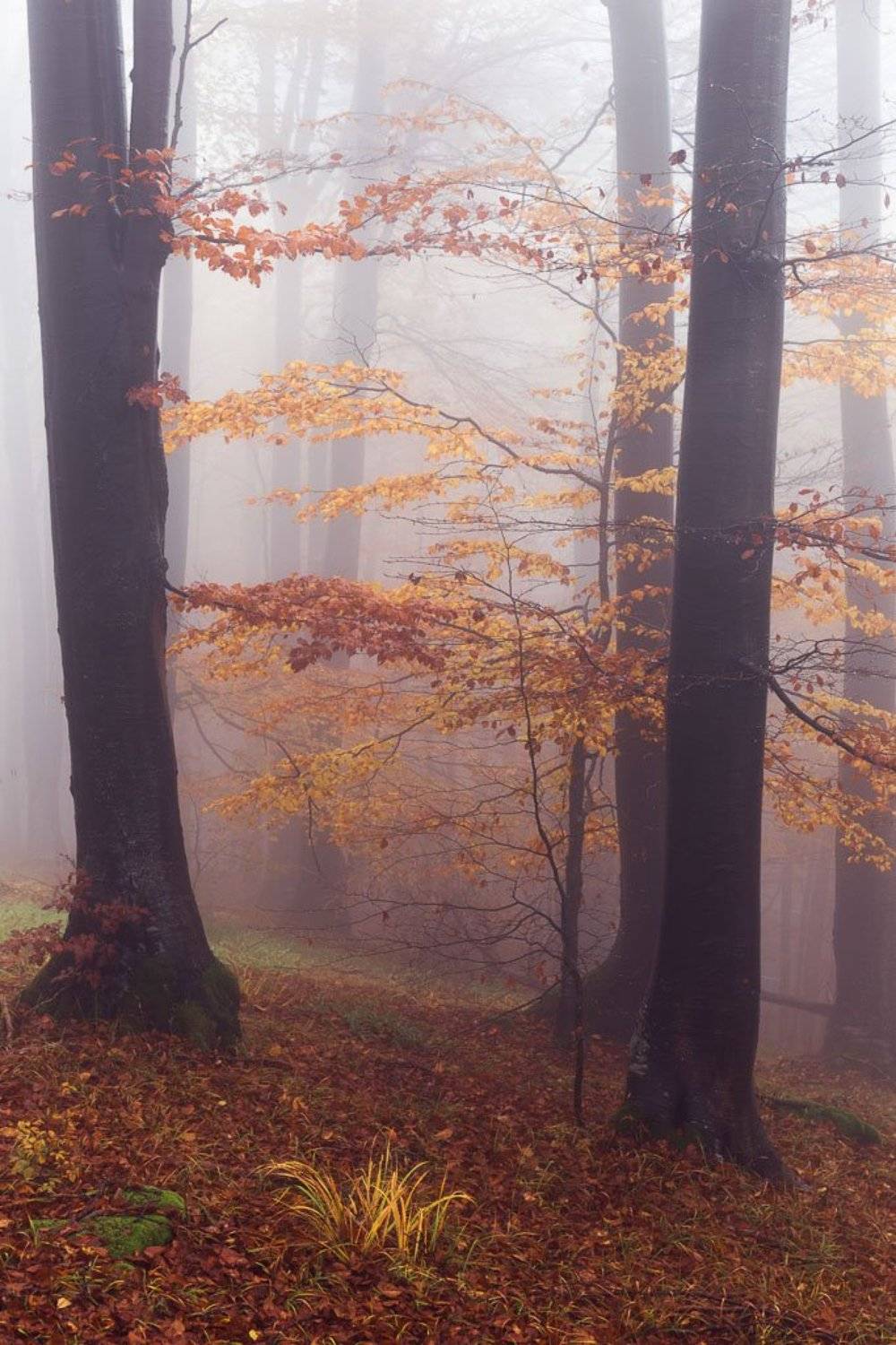 , Ирина Костова