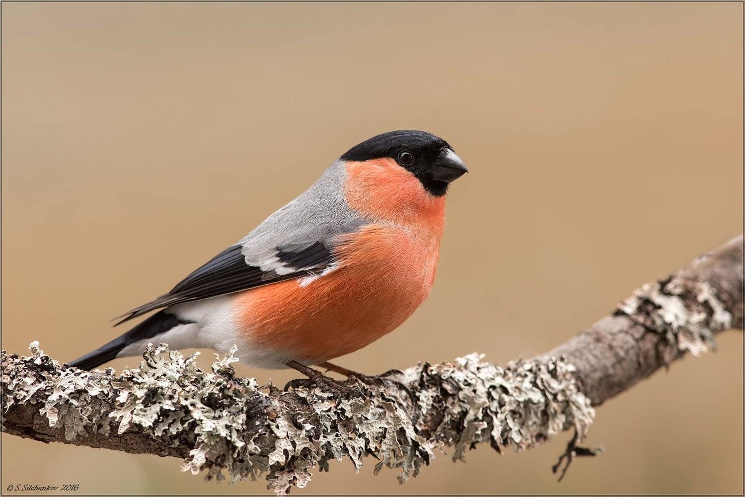 , Сергей Сильченков