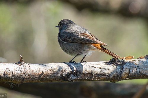 Phoenicurus ochruros. Female