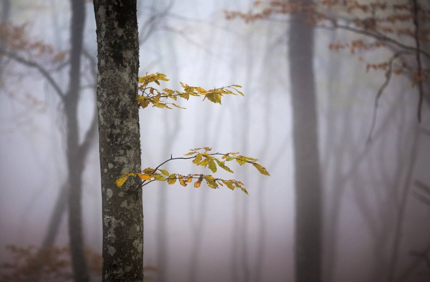 , Станислав Савицкий