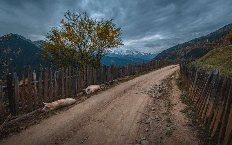 Горные свиньи фото превью