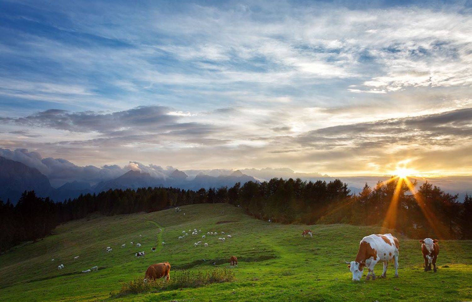 , Щипкова Елена