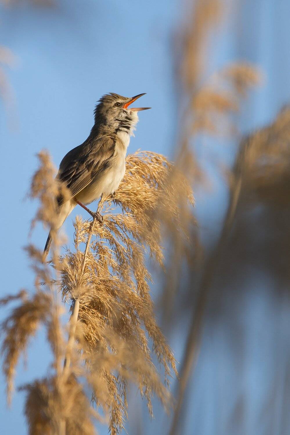 камышовка,природа,птицы,животные,фотоохота,дикие птицы,wild birds,bird, Александр Иванов
