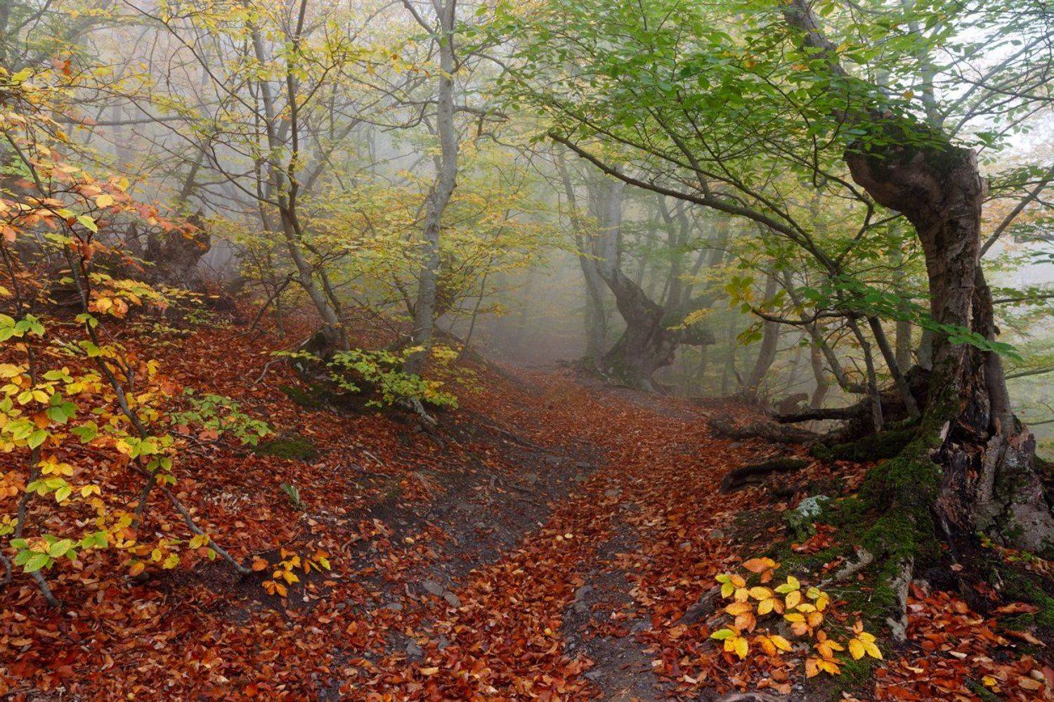 , Бруно Томский