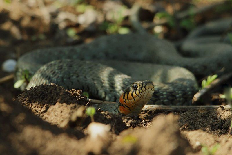 уж, обыкновенный уж фото превью