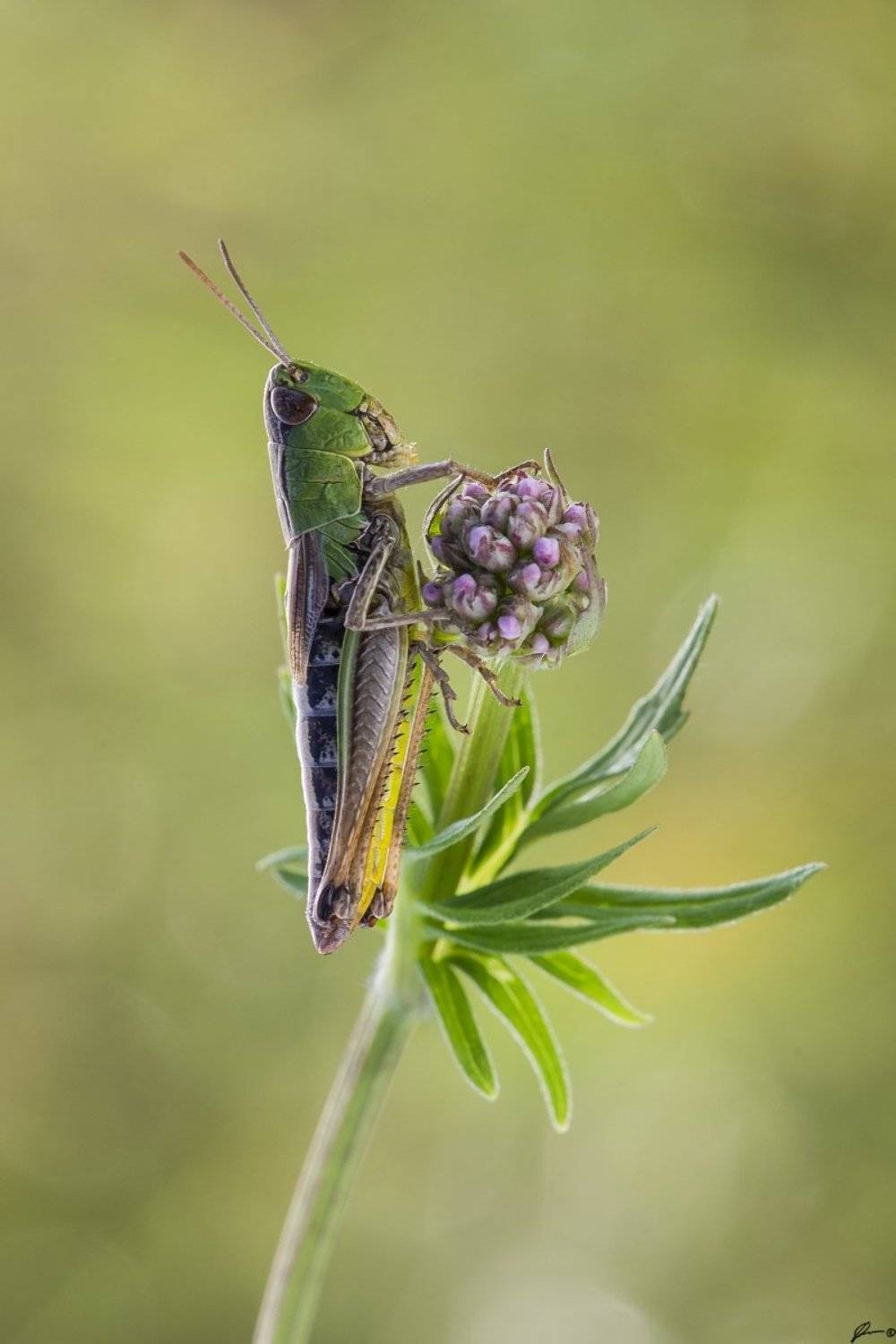 macro, makro, insect, wildlife, nature,, Mariusz Oparski