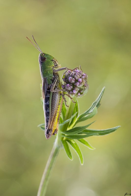 macro, makro, insect, wildlife, nature, ... фото превью