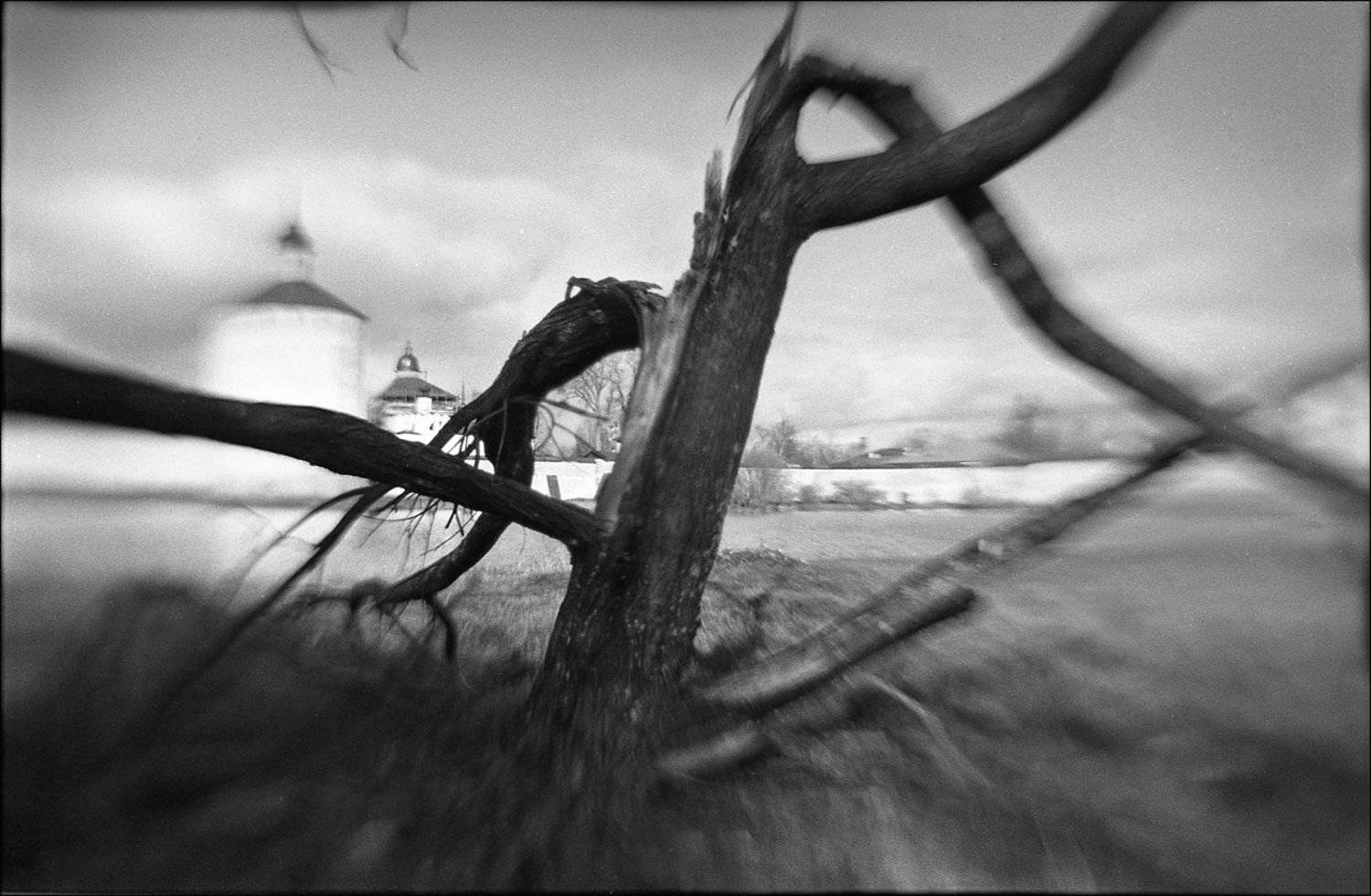 сиверское озеро кирилло-белозерский монастырь дерево, Ирина Лепихина