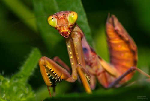 Красный богомол