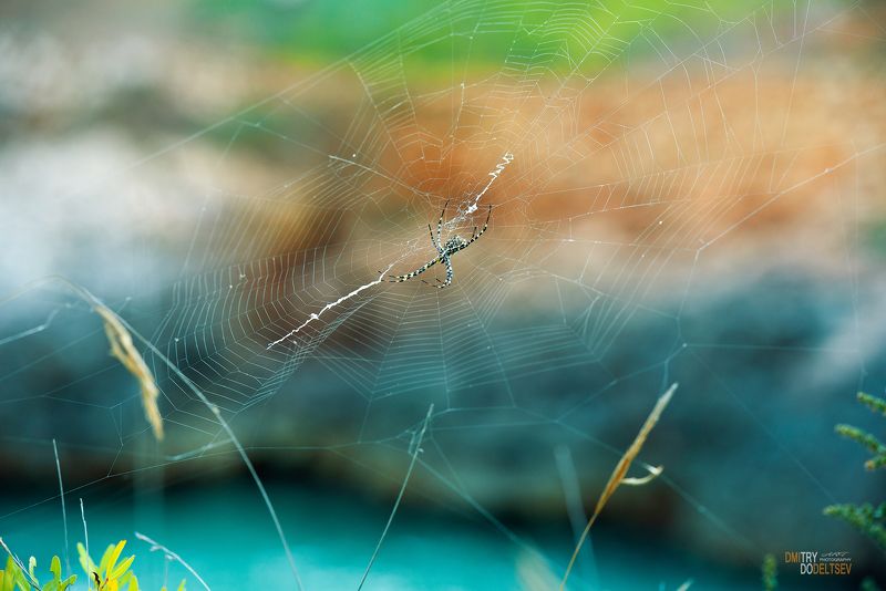 паутина, паук, природа, Майорка В ожидании... фото превью