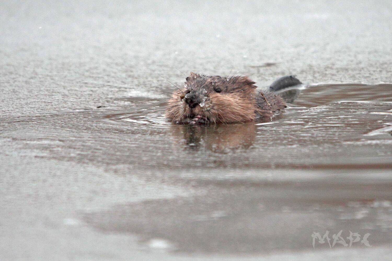 животные ондатра осень октябрь лед озеро, Шангареев Марс