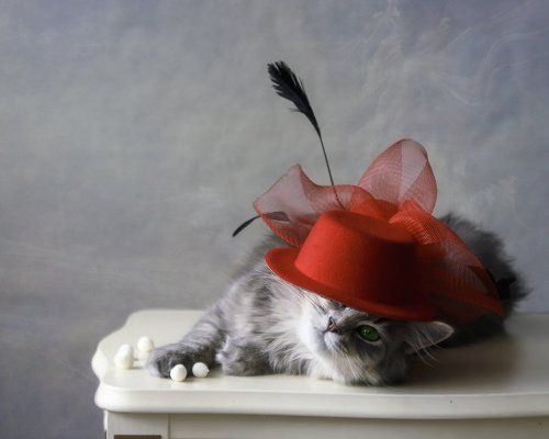 Котомодель